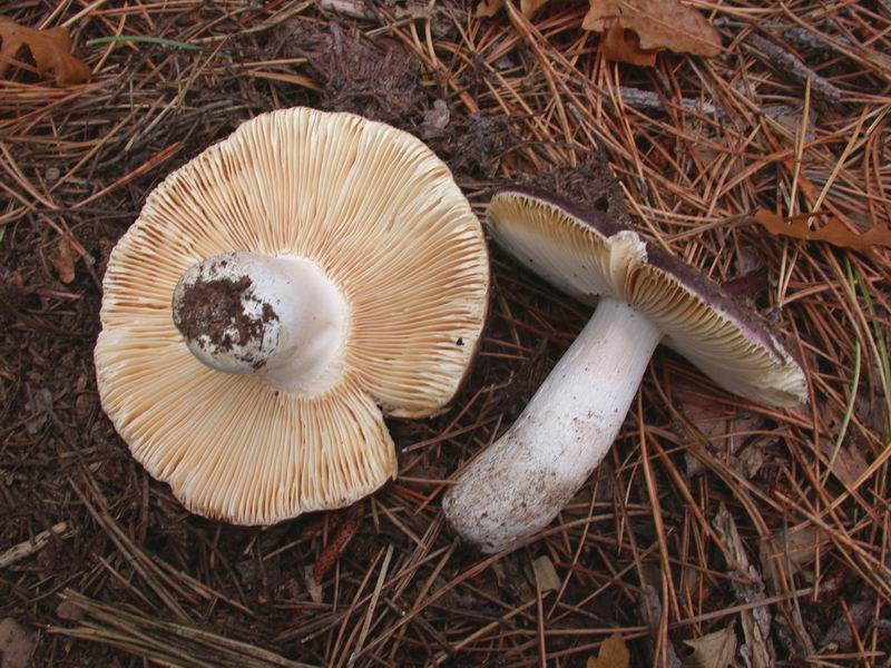 Escursione mirata   a Tricholoma portentosum